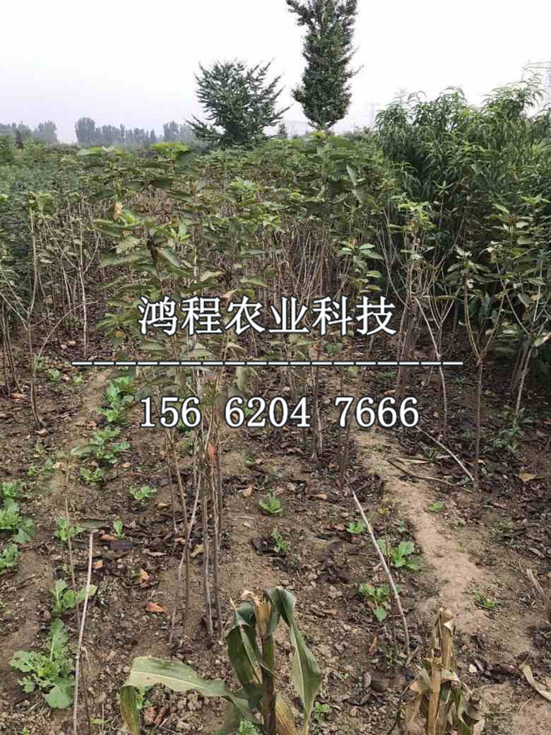黃元帥蘋果苗批發(fā)、黃元帥蘋果樹苗出售多少錢