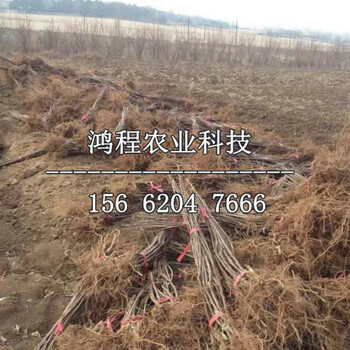 煙富0號(hào)蘋果苗價(jià)格、煙富0號(hào)蘋果樹苗出售多少錢