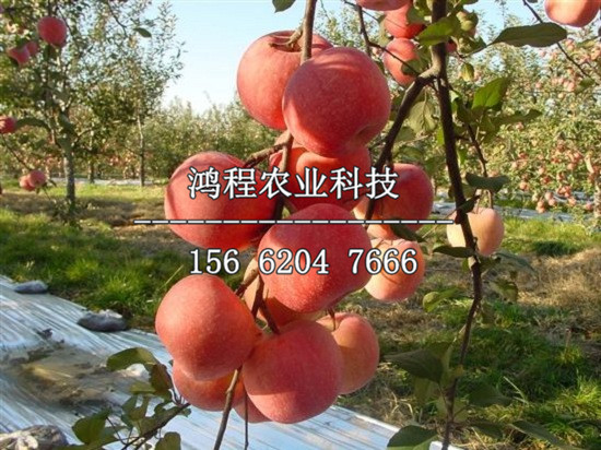富藤蘋果樹苗基地、富藤蘋果樹苗報(bào)價(jià)多少錢