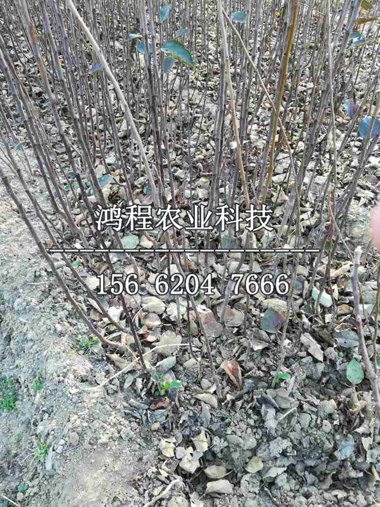 紅玫瑰蘋果樹苗購買多少錢、紅玫瑰蘋果樹苗新品種