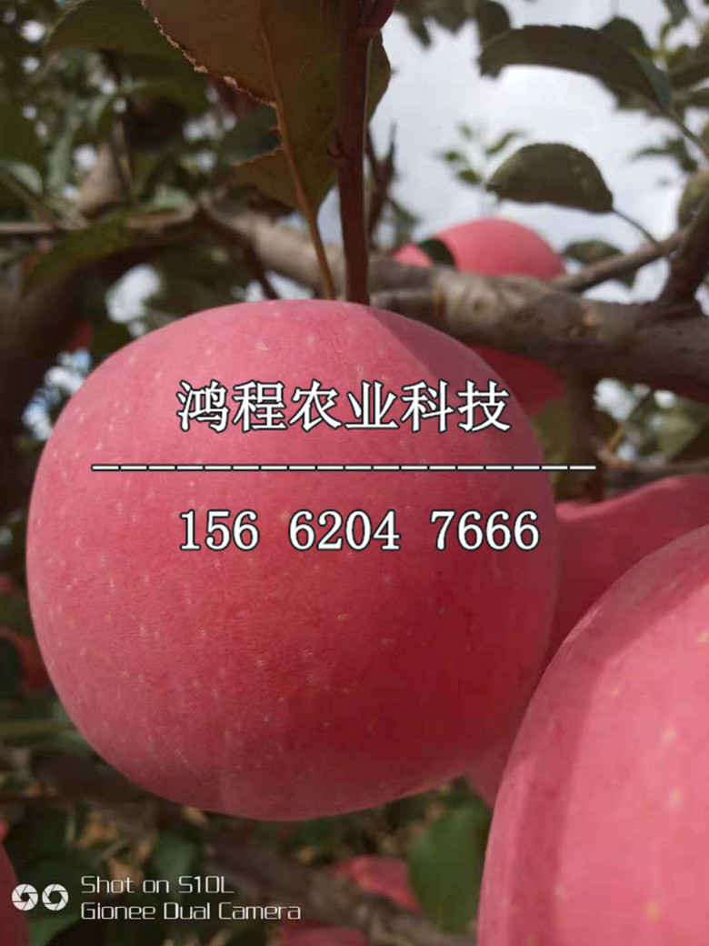 秦陽蘋果苗哪里購買、秦陽蘋果樹苗報(bào)價(jià)多少錢