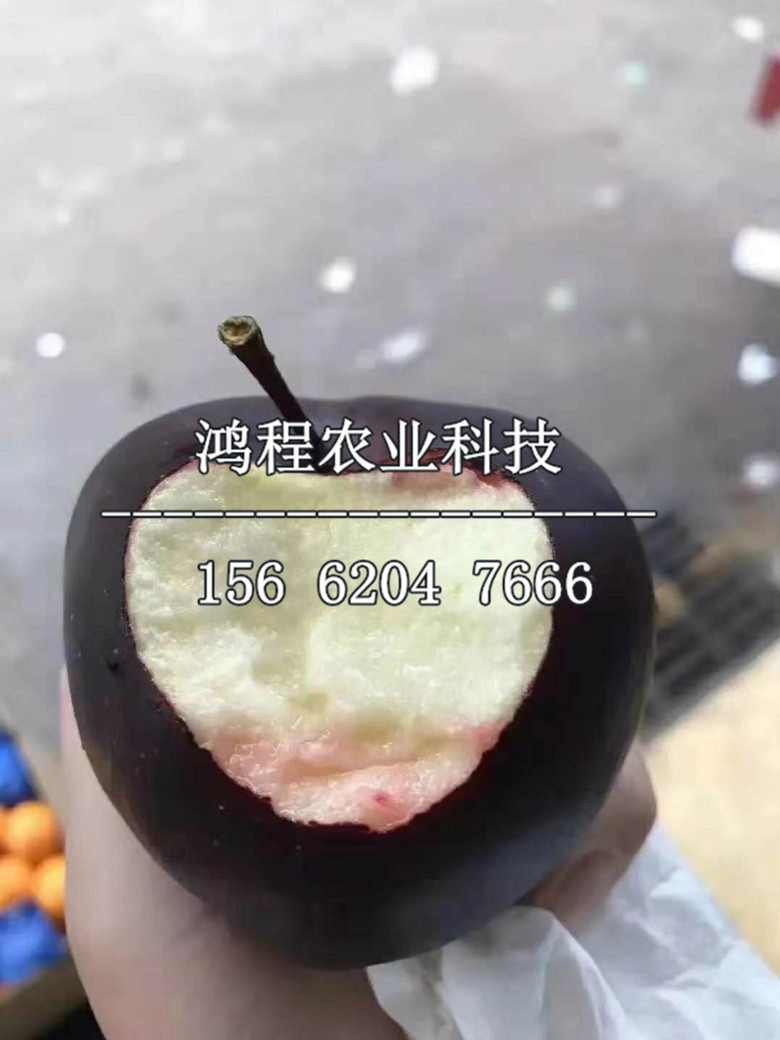 矮化蘋果樹苗購買多少錢、矮化蘋果樹苗新品種