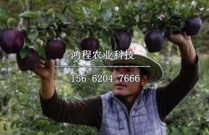 紅玫瑰蘋果苗哪里購買、紅玫瑰蘋果樹苗多少錢一株