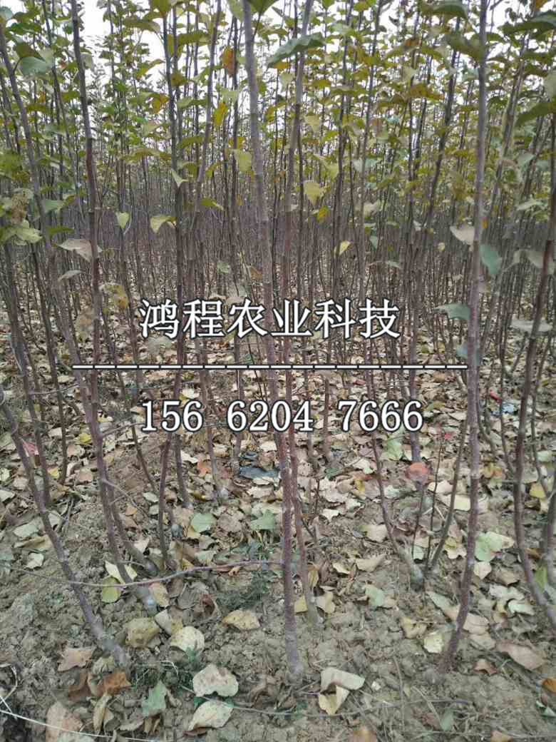 蛇果蘋果樹苗批發(fā)價(jià)格、蛇果蘋果樹苗出售
