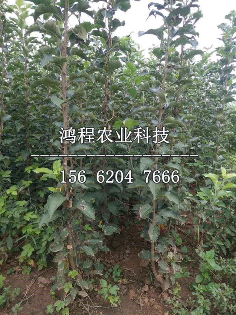 紅玫瑰蘋果苗哪里購買、紅玫瑰蘋果樹苗多少錢一株