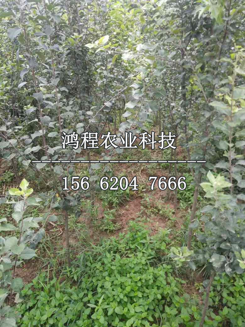 兩年蘋果樹苗哪里購買、兩年蘋果樹苗供應(yīng)價格