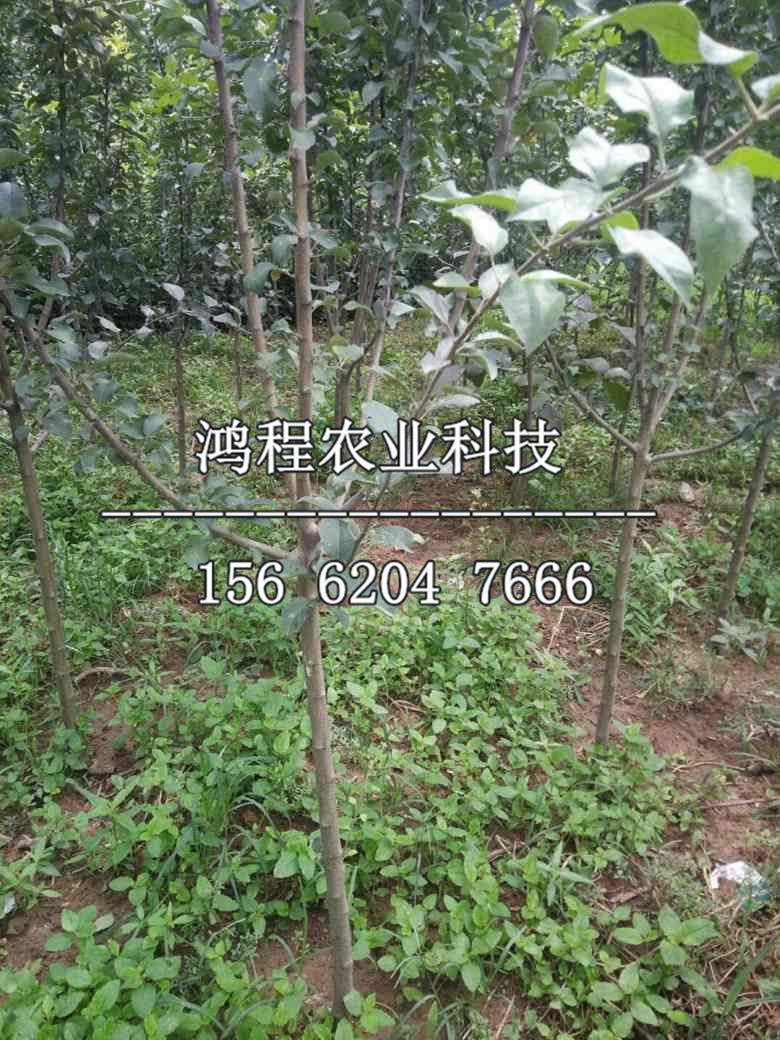 阿克蘇蘋果苗哪里購買、阿克蘇蘋果樹苗供應(yīng)價格