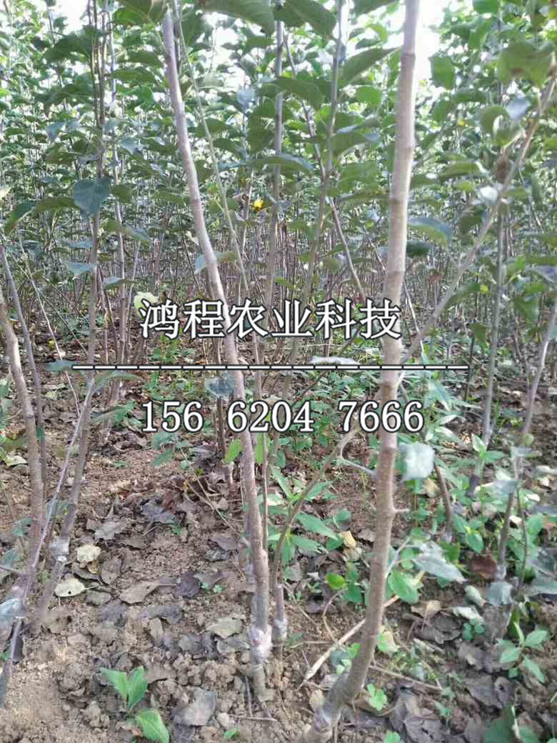 維納斯黃金果蘋果苗批發(fā)價格、維納斯黃金果蘋果樹苗出售價格