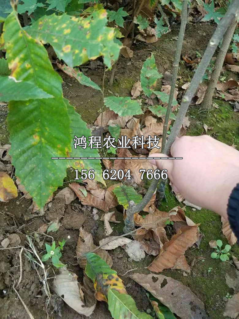 慶元錐栗板栗苗基地、山東慶元錐栗板栗苗基地