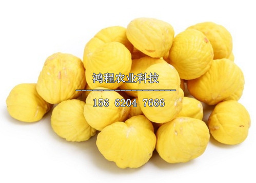 豫羅紅板栗樹苗