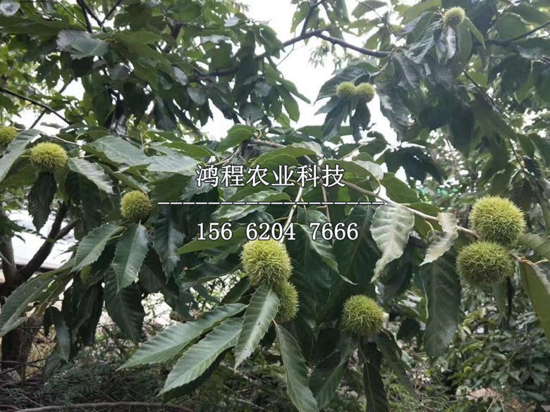 垂枝板栗樹苗
