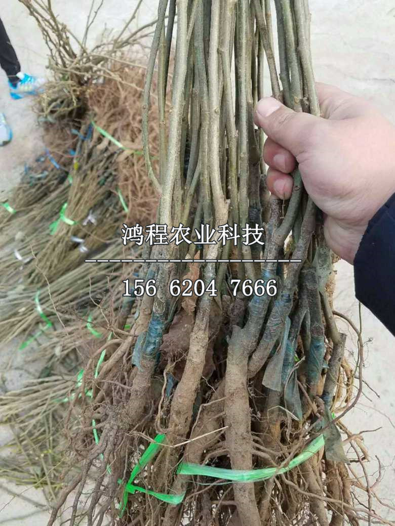 處暑紅板栗樹苗