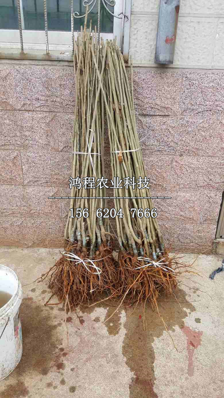 沂蒙短枝板栗苗哪里購買、購買沂蒙短枝板栗苗多少錢一棵