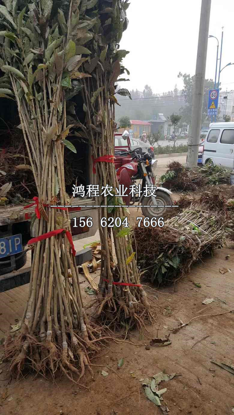 京東板栗苗哪里購(gòu)買、購(gòu)買京東板栗苗多少錢一棵