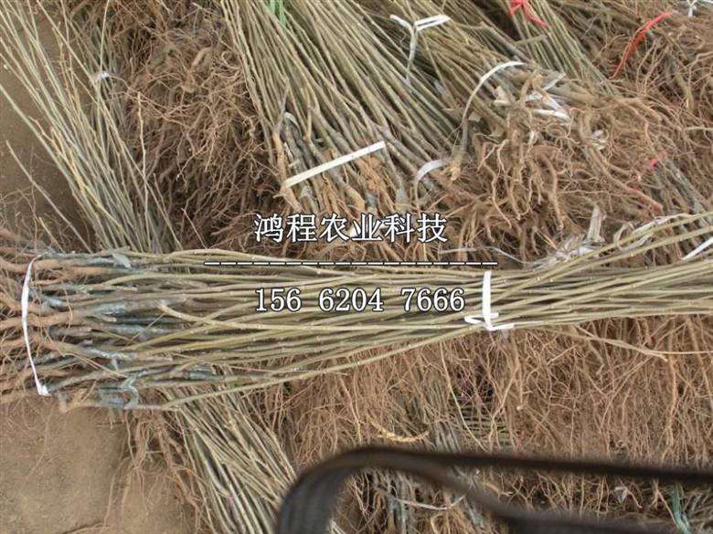 玉豐板栗苗價(jià)格、玉豐板栗苗多少錢