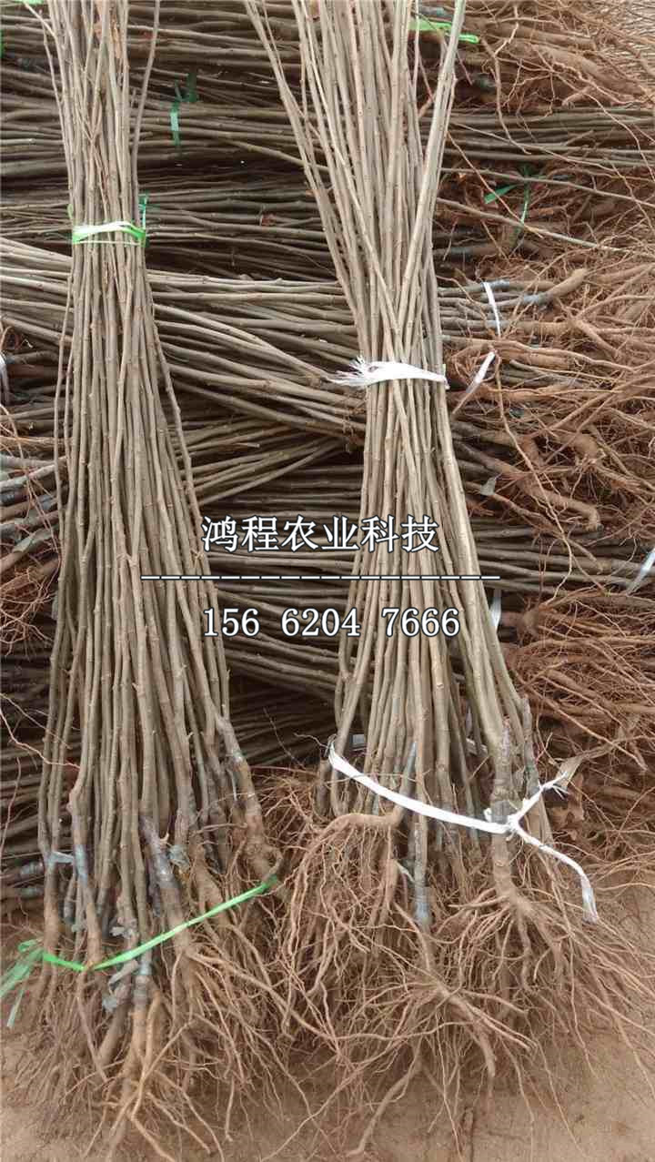 垂枝板栗樹苗