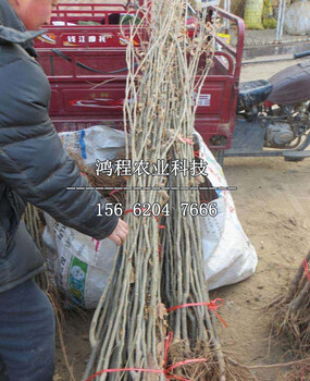 郯城板栗苗基地、山东郯城板栗苗基地