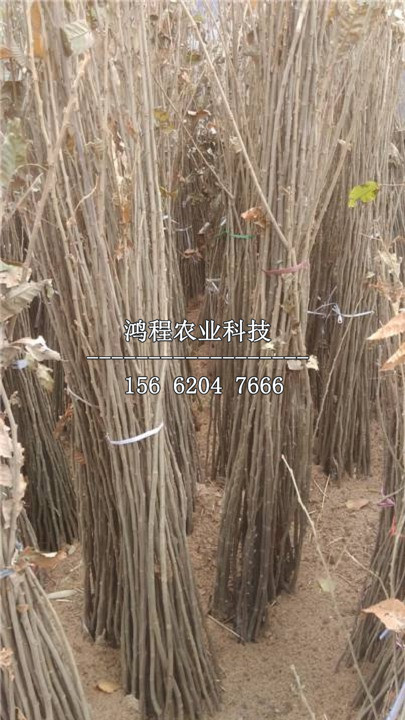 天津甘栗苗基地、山東天津甘栗苗基地