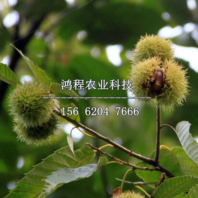 一年板栗苗哪里購(gòu)買(mǎi)、購(gòu)買(mǎi)一年板栗苗多少錢(qián)一棵