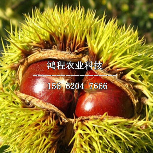 玉豐板栗苗價(jià)格、玉豐板栗苗多少錢