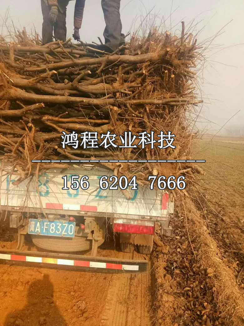 兩公分梨苗出售、兩公分梨苗出售價格