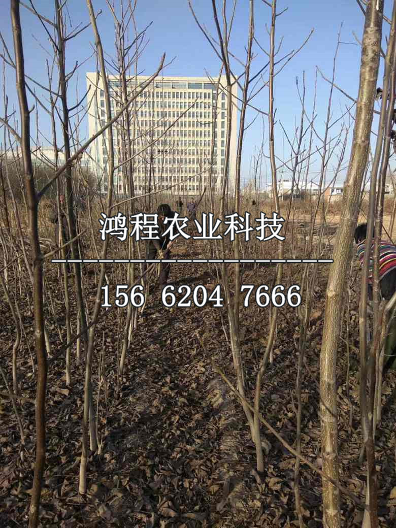 中華玉梨樹苗多少錢一棵、中華玉梨樹苗哪里購買