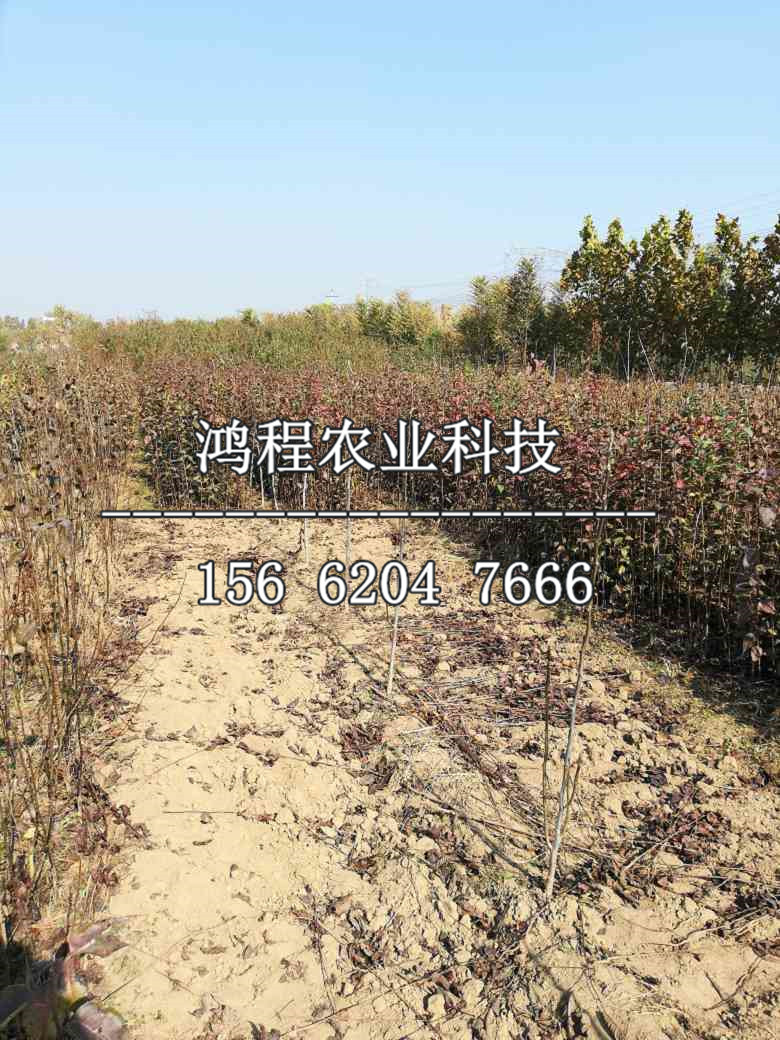 新梨七號(hào)樹苗哪里有、新梨七號(hào)樹苗供應(yīng)基地