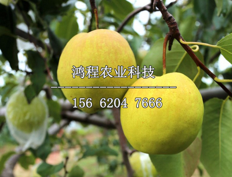 香水梨樹苗出售、香水梨樹苗基地及產(chǎn)地