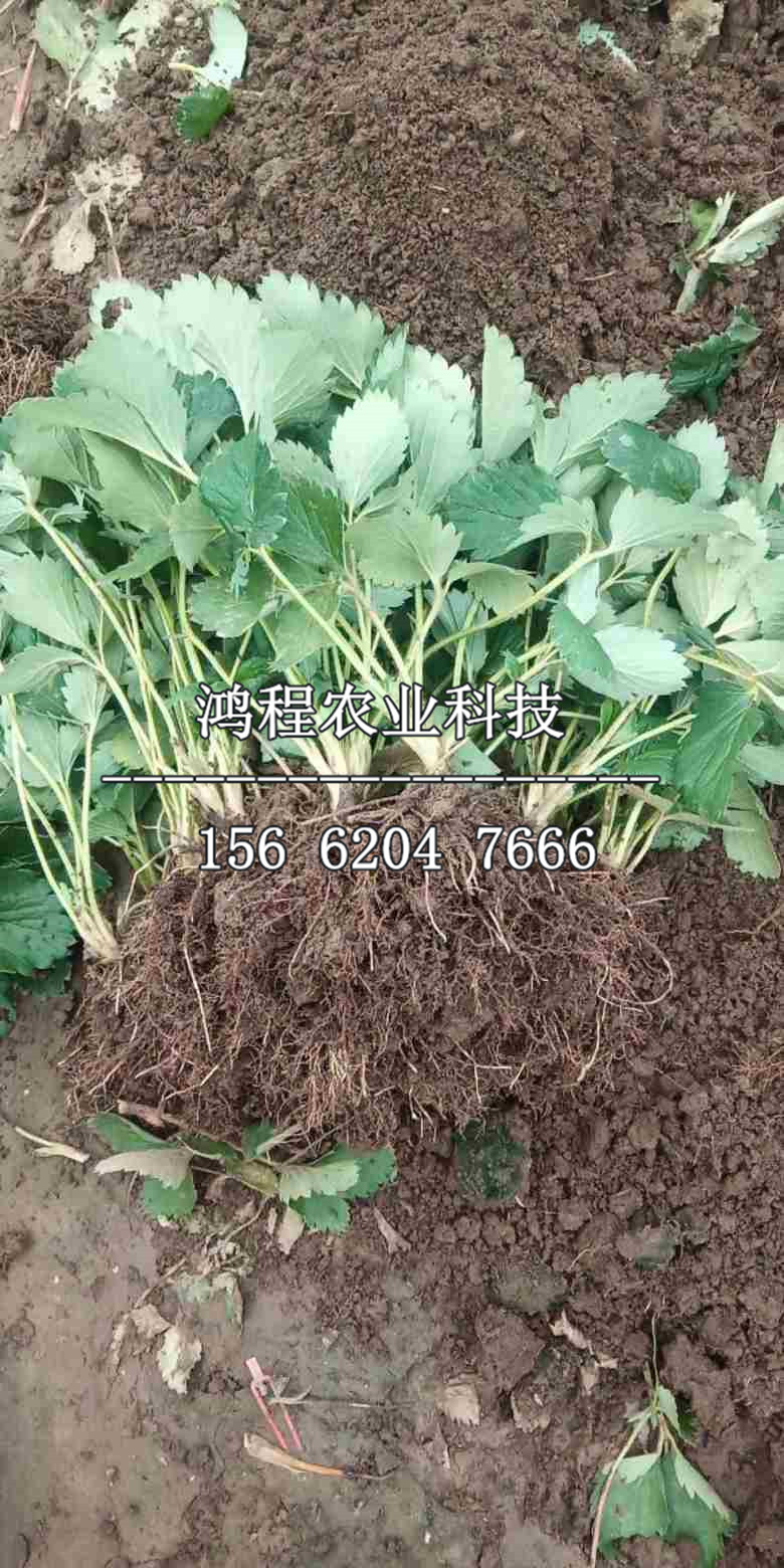 紅啤梨樹苗哪里有、紅啤梨樹苗出售多少錢