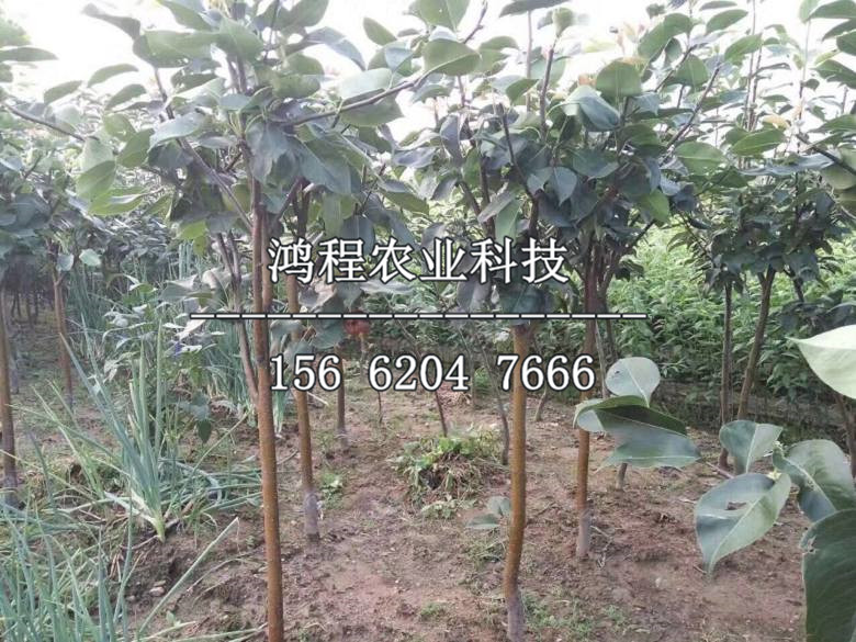 早紅考密斯梨樹苗、早紅考密斯梨樹苗價(jià)格