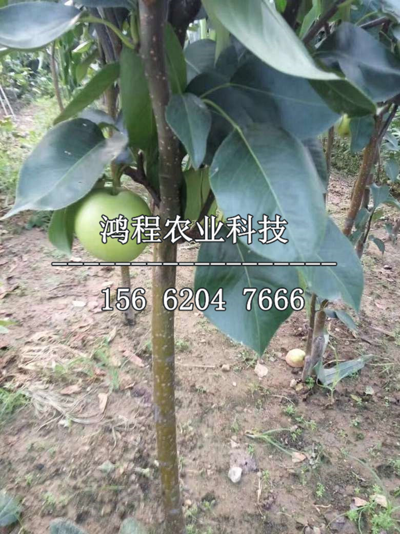 蘋果梨樹苗價格多少錢、蘋果梨樹苗去哪批發