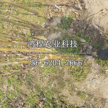 新梨七號樹苗出售、新梨七號樹苗去哪批發(fā)