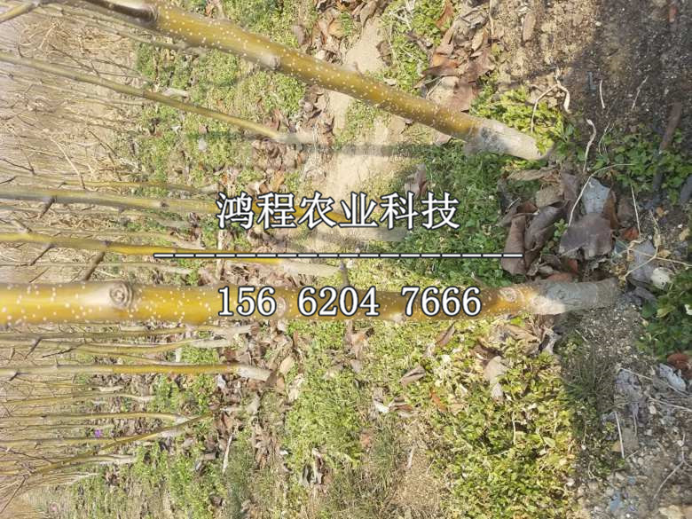 花瓣梨樹苗出售、花瓣梨樹苗哪里購買