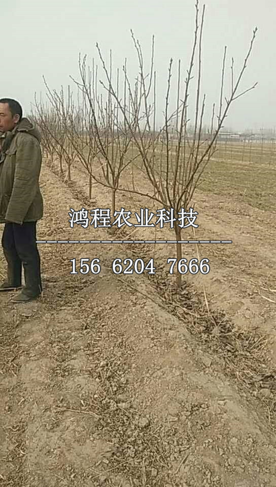 皇冠梨樹(shù)苗新品種、皇冠梨樹(shù)苗去哪批發(fā)