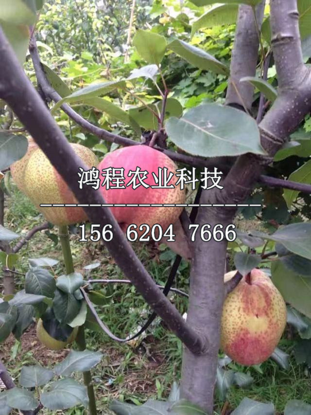 兩公分梨樹苗多少錢、兩公分梨樹苗基地及產(chǎn)地