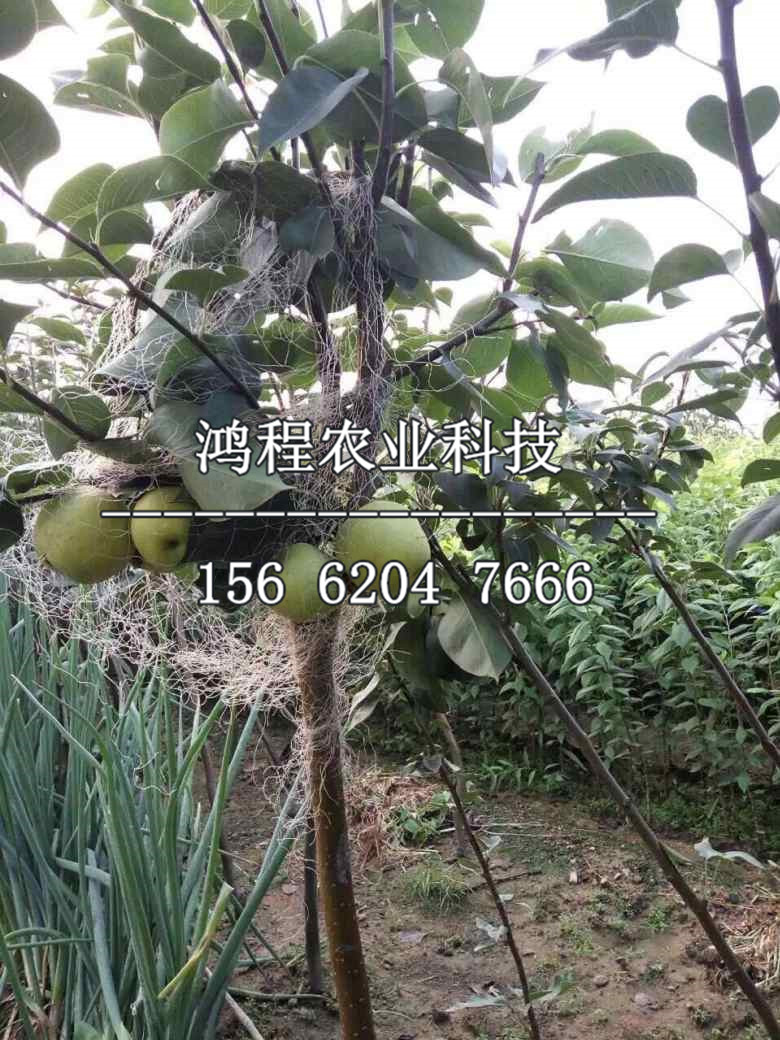 蘋果梨樹苗銷售、蘋果梨樹苗去哪批發(fā)