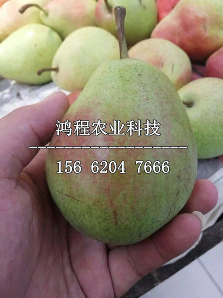 三年梨樹苗出售、三年梨樹苗基地價(jià)格