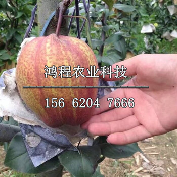 中華玉梨樹苗多少錢一棵、中華玉梨樹苗哪里購買