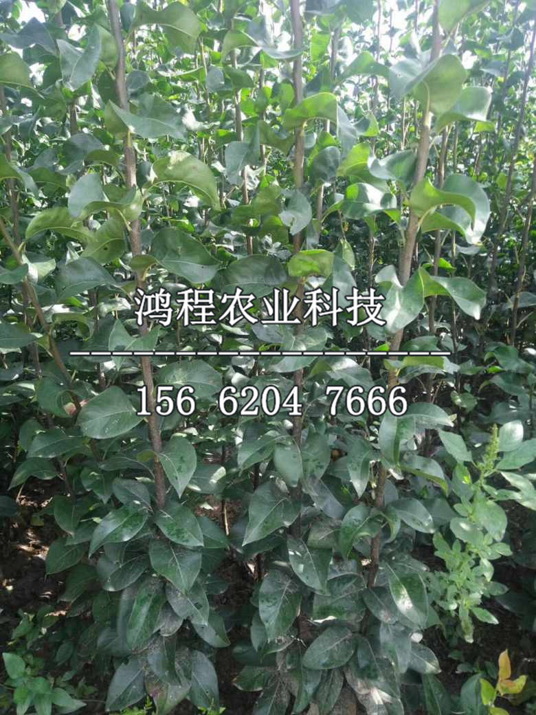 新高梨樹(shù)苗哪里有、新高梨樹(shù)苗價(jià)格及報(bào)價(jià)