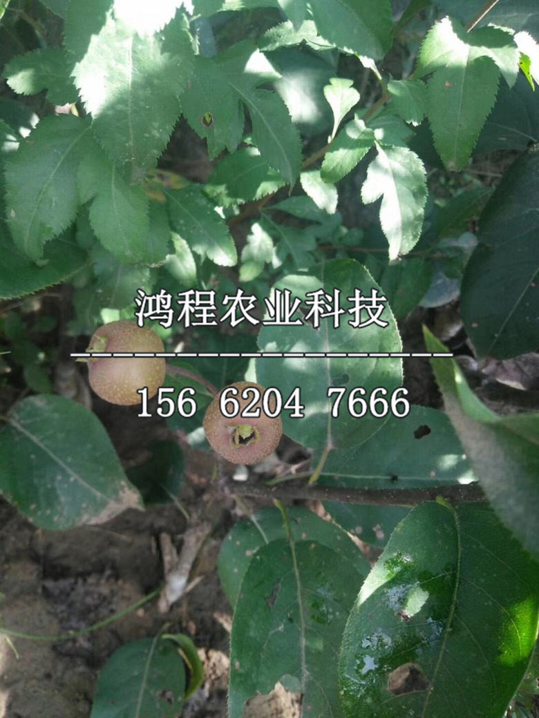 皇冠梨樹(shù)苗新品種、皇冠梨樹(shù)苗去哪批發(fā)