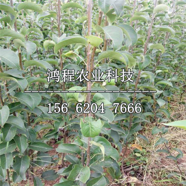蘇翠梨樹苗銷售、蘇翠梨樹苗基地價格