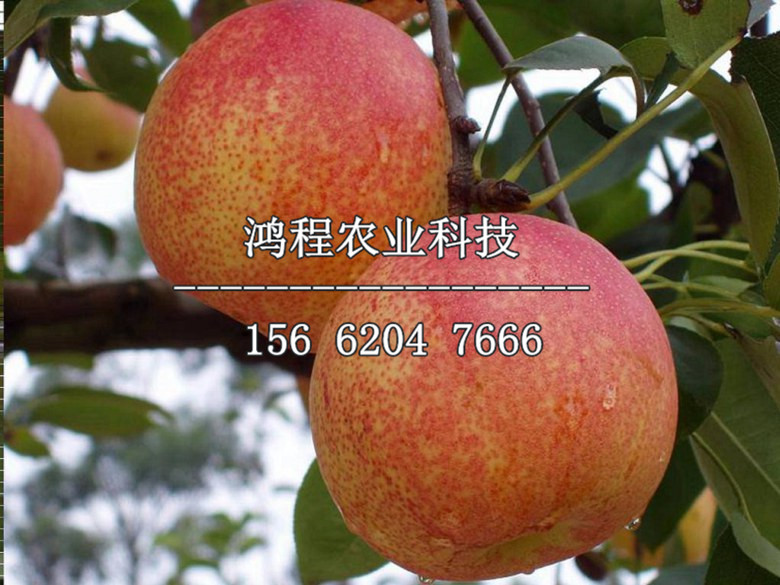 早酥紅梨樹苗多少錢、早酥紅梨樹苗出售多少錢