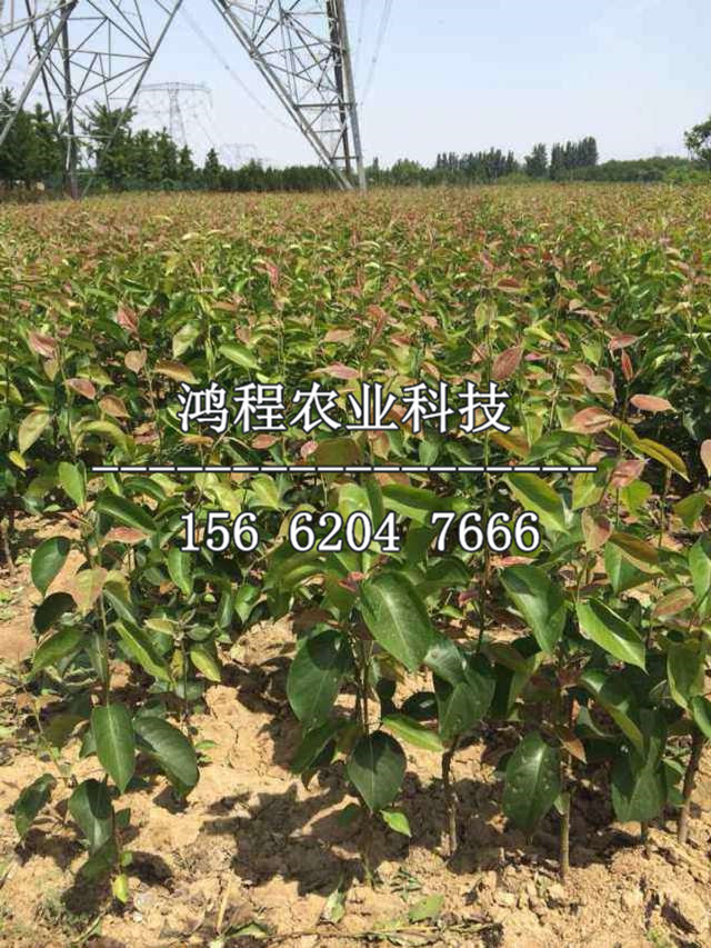 新梨七號樹苗多少錢、新梨七號樹苗價格及報價