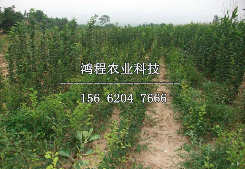早紅考蜜思梨樹(shù)苗多少錢、早紅考蜜思梨樹(shù)苗基地價(jià)格