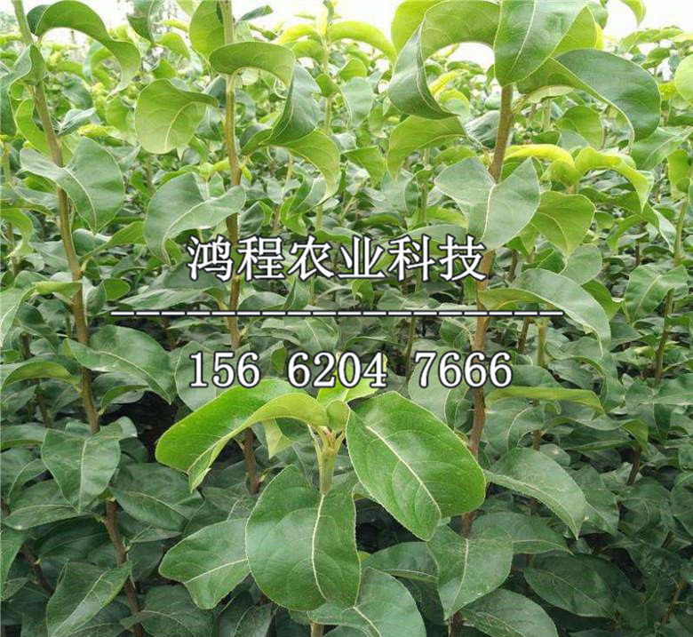 早紅考蜜思梨樹(shù)苗多少錢、早紅考蜜思梨樹(shù)苗基地價(jià)格