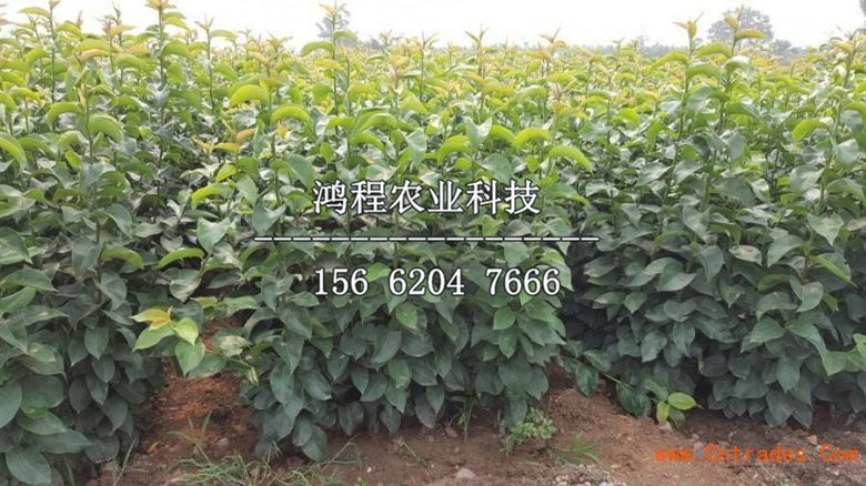 紅啤梨樹苗價格多少錢、紅啤梨樹苗去哪批發(fā)
