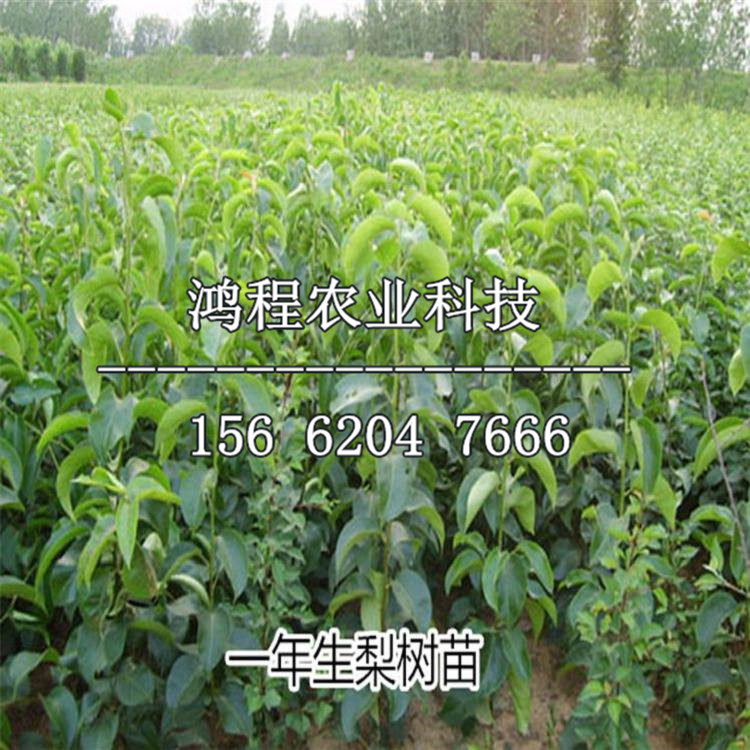 蘋果梨樹苗哪里賣、蘋果梨樹苗供應(yīng)基地