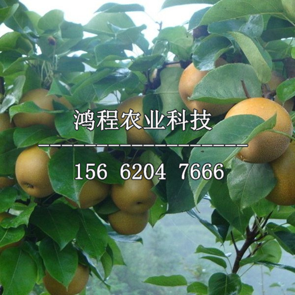 中梨二號(hào)樹苗新品種、中梨二號(hào)樹苗出售多少錢