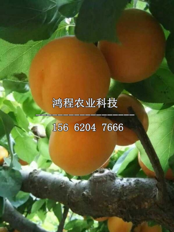 山東輪臺白杏苗價格一覽表