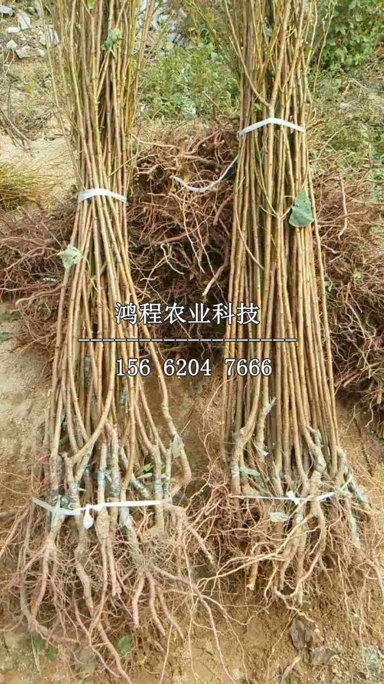 新品種甜杏樹(shù)苗
